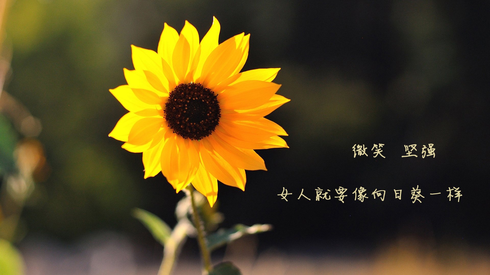 职业篮球运动员营养计划制定，职业篮球运动员营养计划制定方案