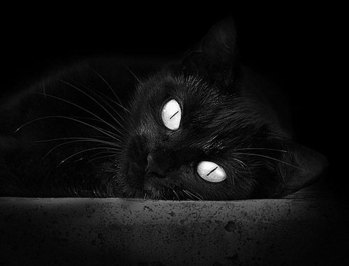 CBA推出主题主场活动提升观众互动体验，cba球队主场