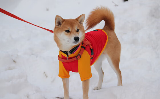 爱游戏app下载-英超球队的新媒体战略布局，英超球队的新媒体战略布局包括