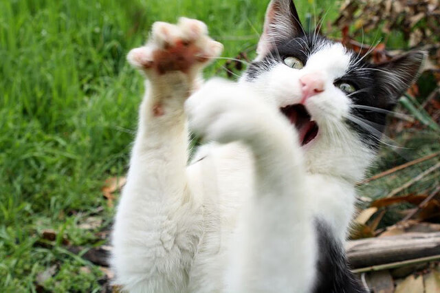 马拉松赛事数据采集与分析技术提升，马拉松数据库